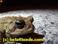 /home//u458753944/public_html/sourcegallery//Roxborough Toad Detour/2013-2019/2016/2016-03-31/P3310515.JPG
